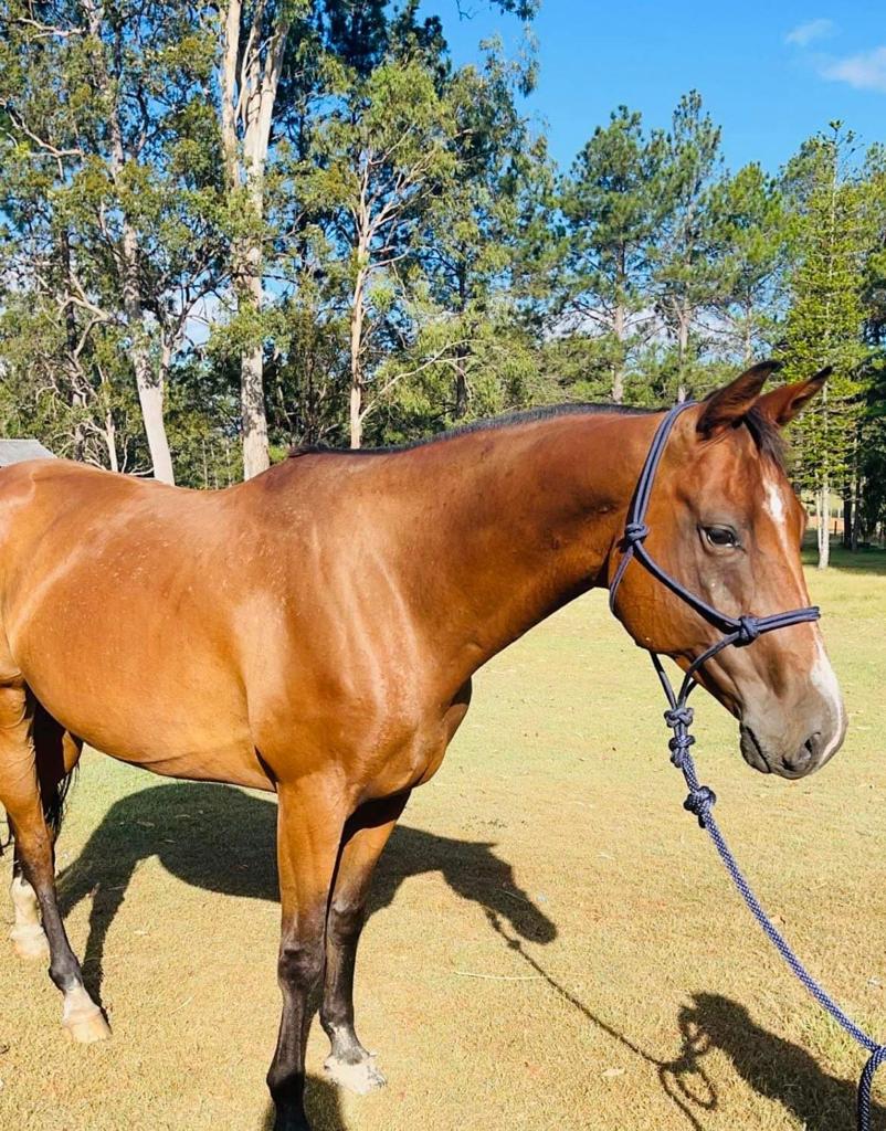 9 year old stock horse
