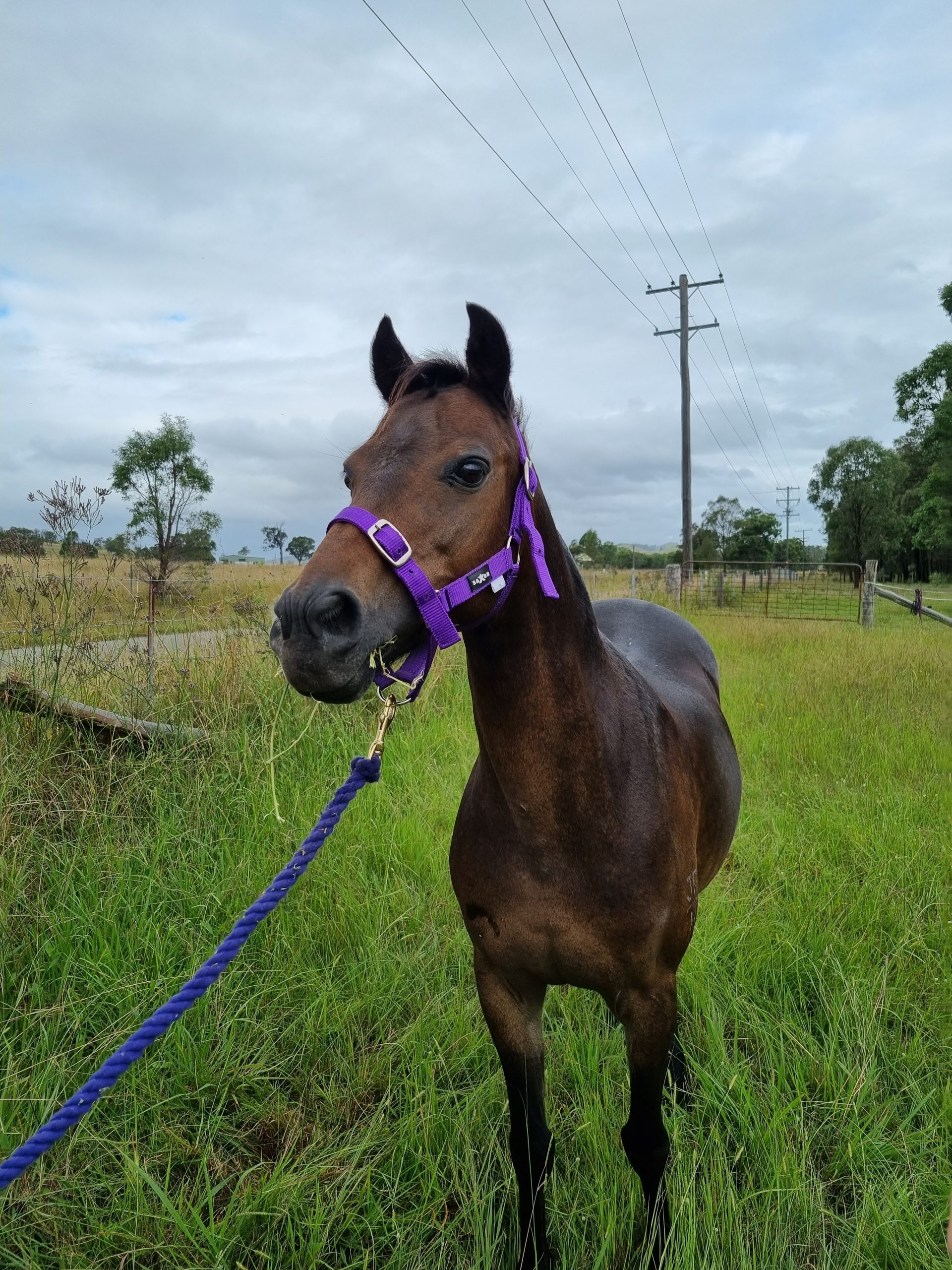 Registered Welsh/Australian riding pony Mare 13hh
