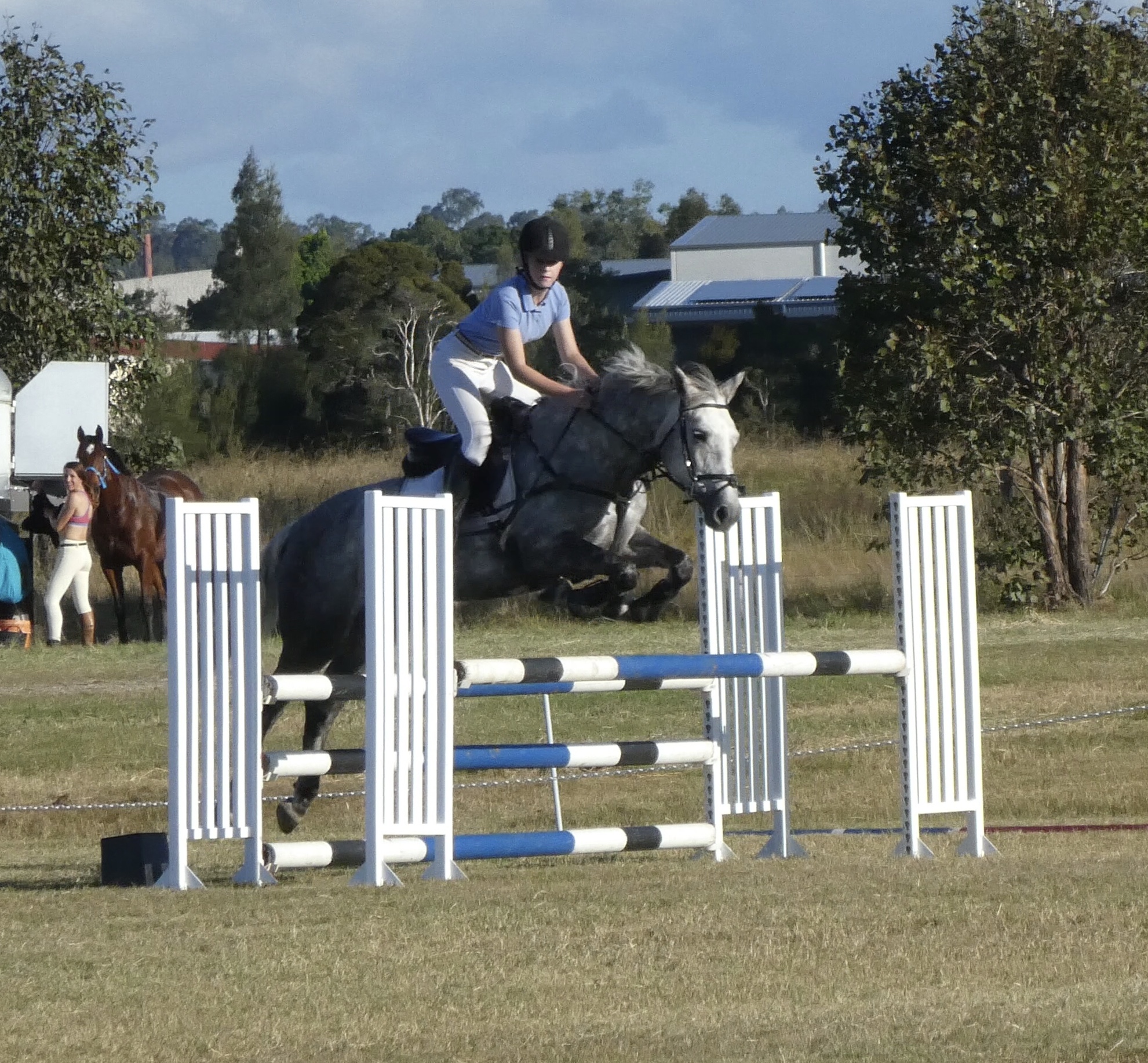 Connemara sport horse