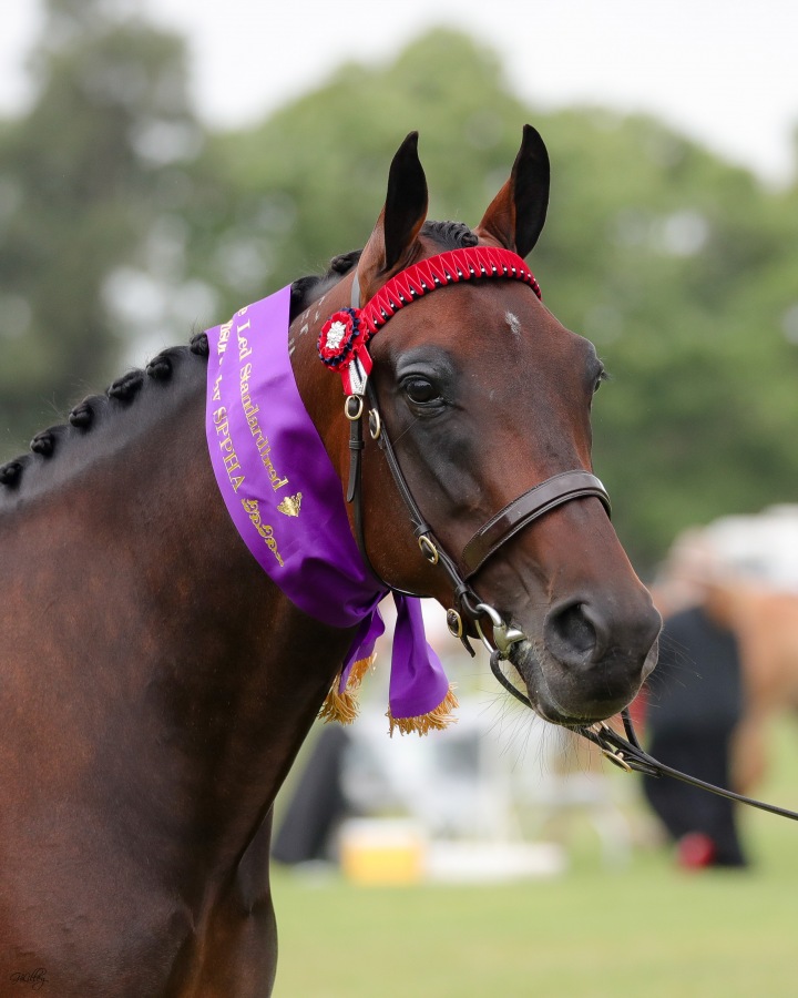 The most breathtaking standardbred mare!
