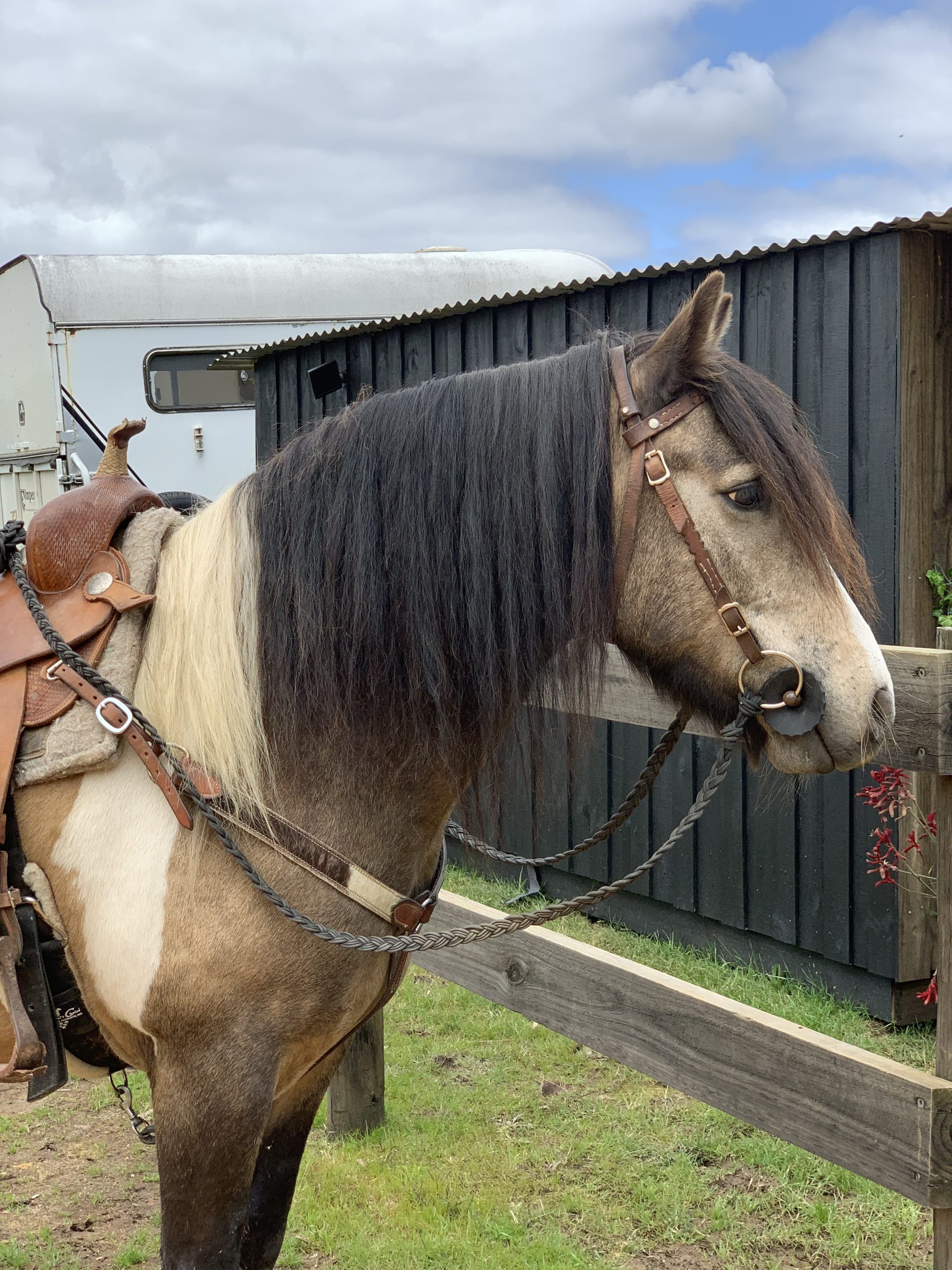 Buckskin Gypsy Cob x Australian Pony