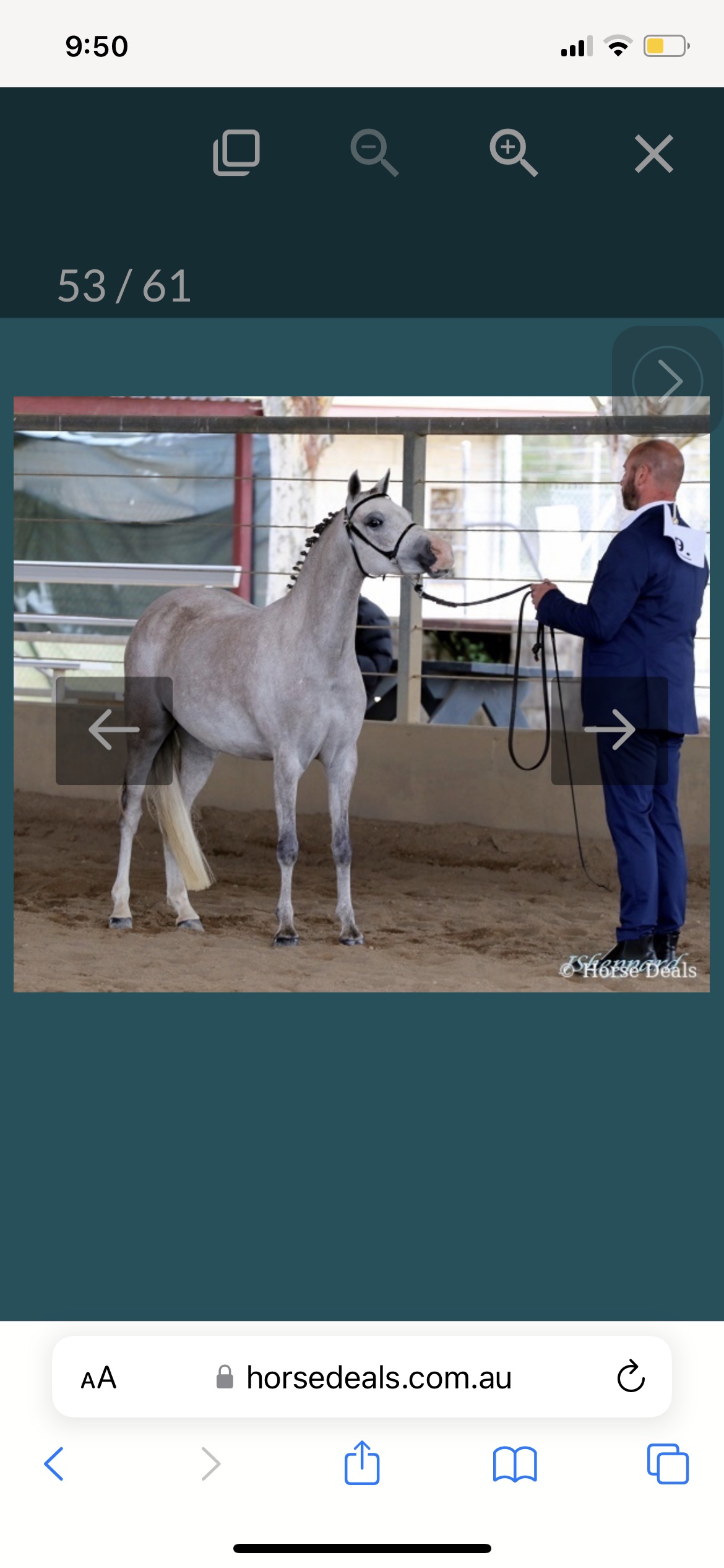 Grey Arabian Pony