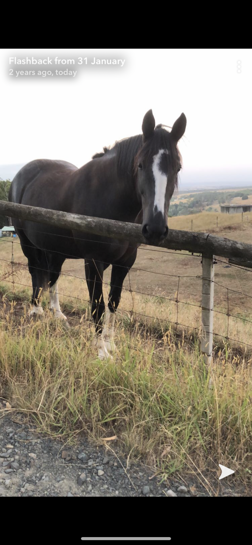 Whole package. Clydey x mare 13 years 16.2hh package with float and gear
