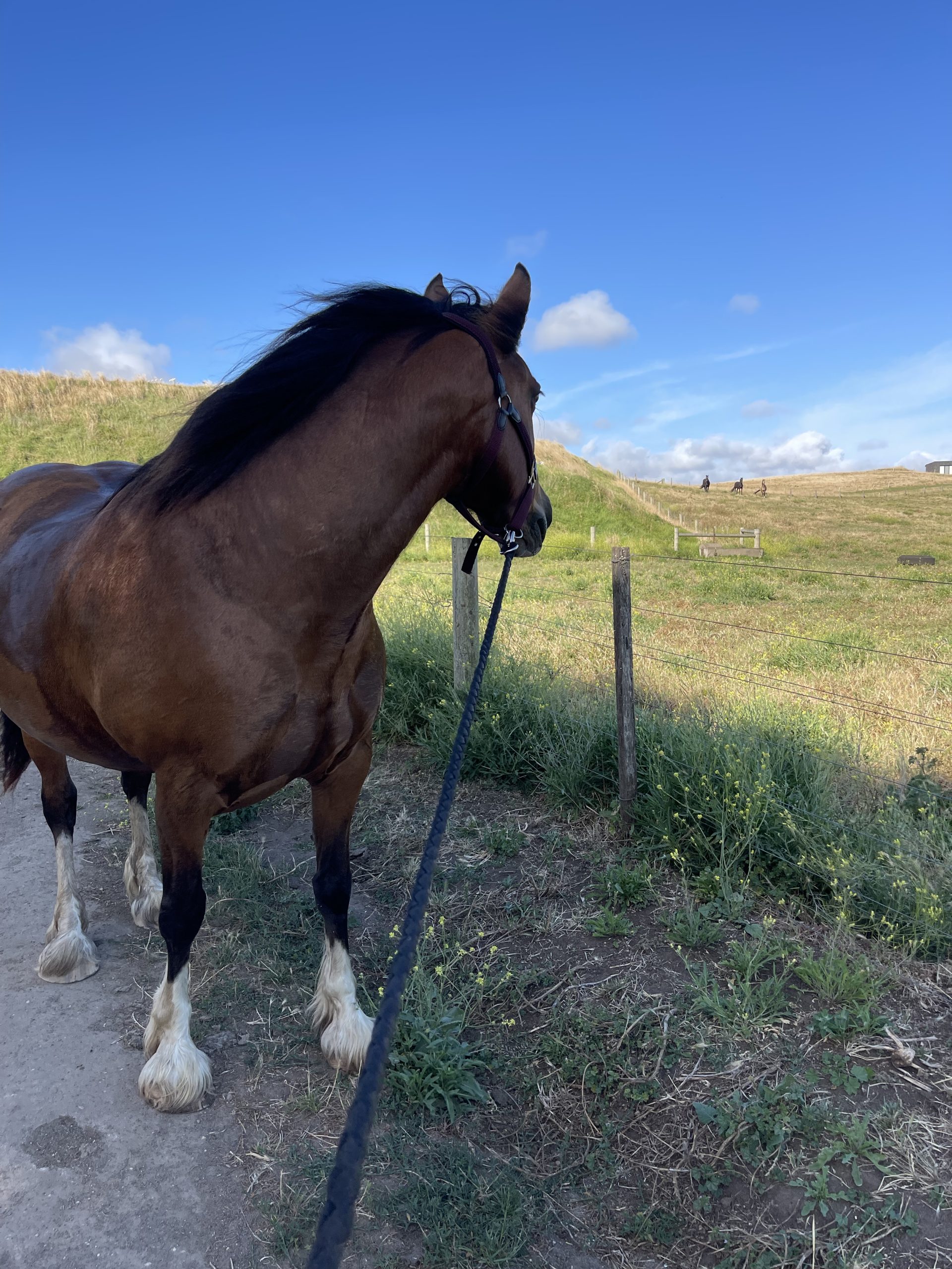 Perfect Trail Riding Mare - Foxy - Clydie x Stockhorse