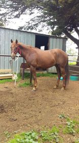 Bob - Tamarang Destiny Serenity - Looking for that special person to be their horse